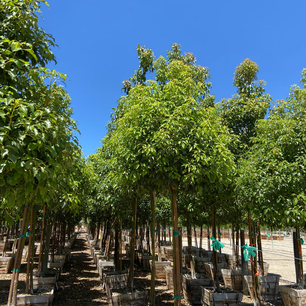 
                      
                        Camphor Tree
                      
                    