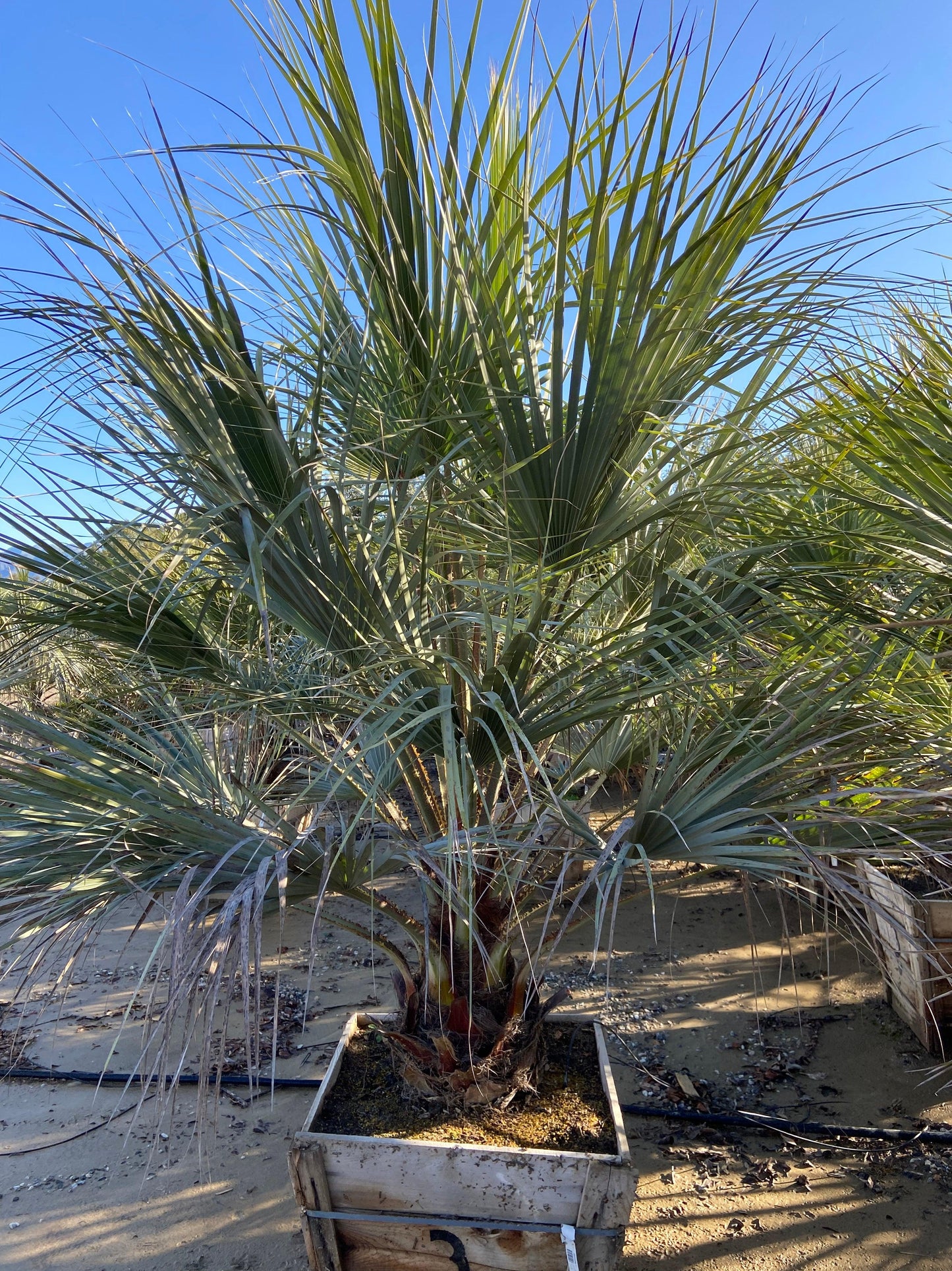 Blue Hesper Palm - Brahia Armata - Pulled Nursery