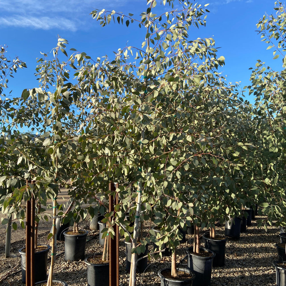 Orange Gum - Eucalyptus Prava - Pulled Nursery