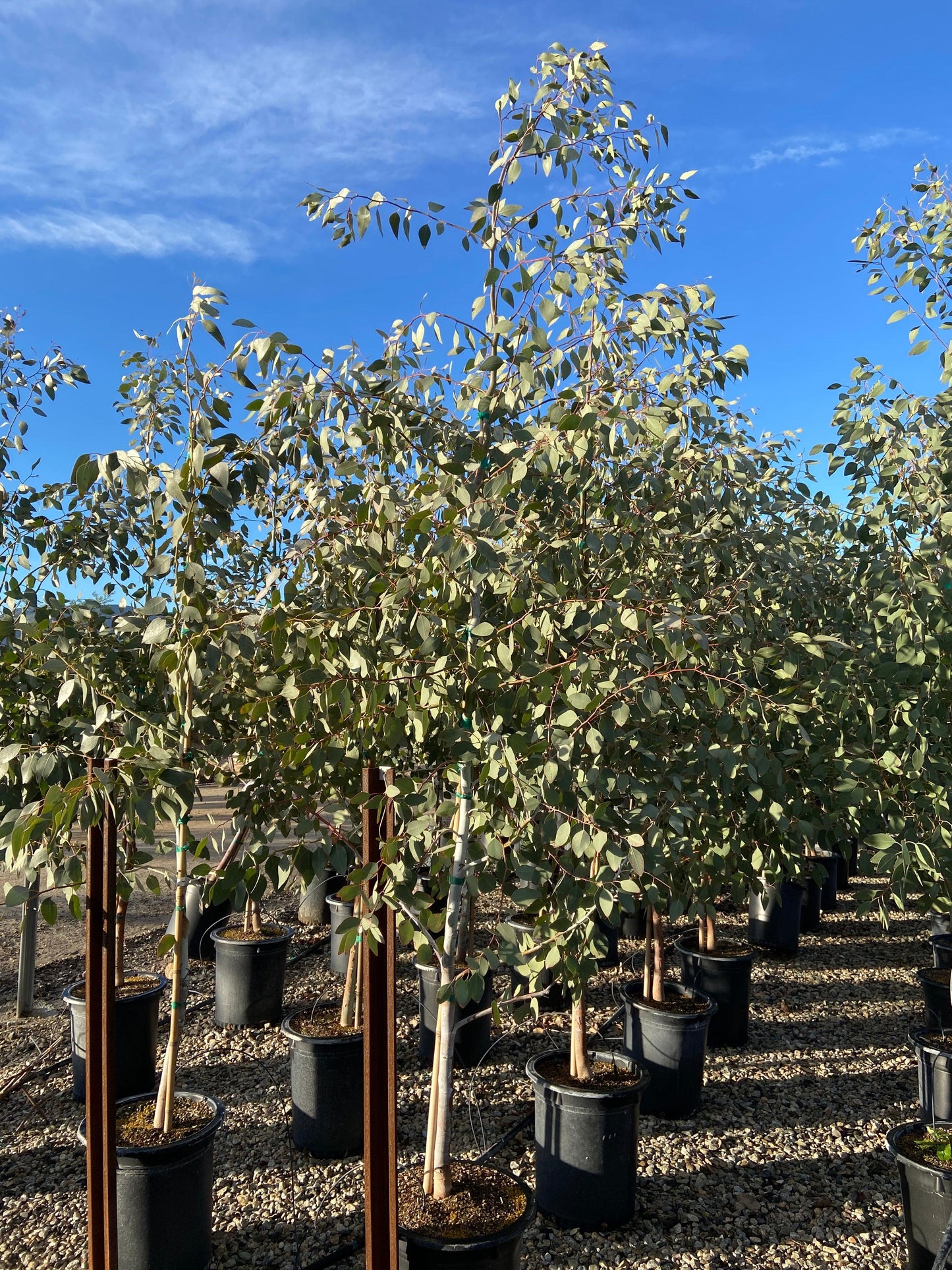 Orange Gum - Eucalyptus Prava - Pulled Nursery