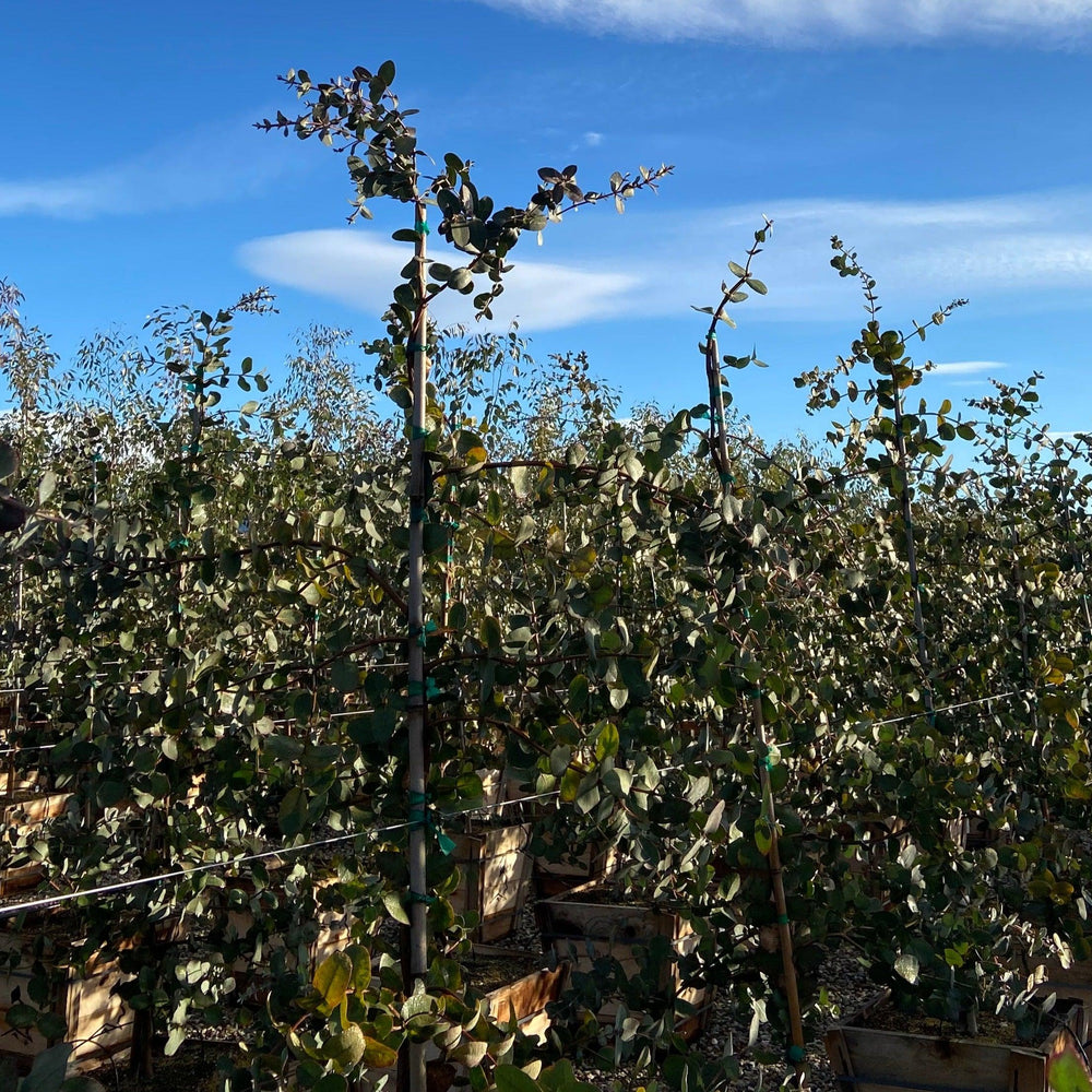 
                      
                        Omeo Gum - Eucalyptus Neglecta
                      
                    