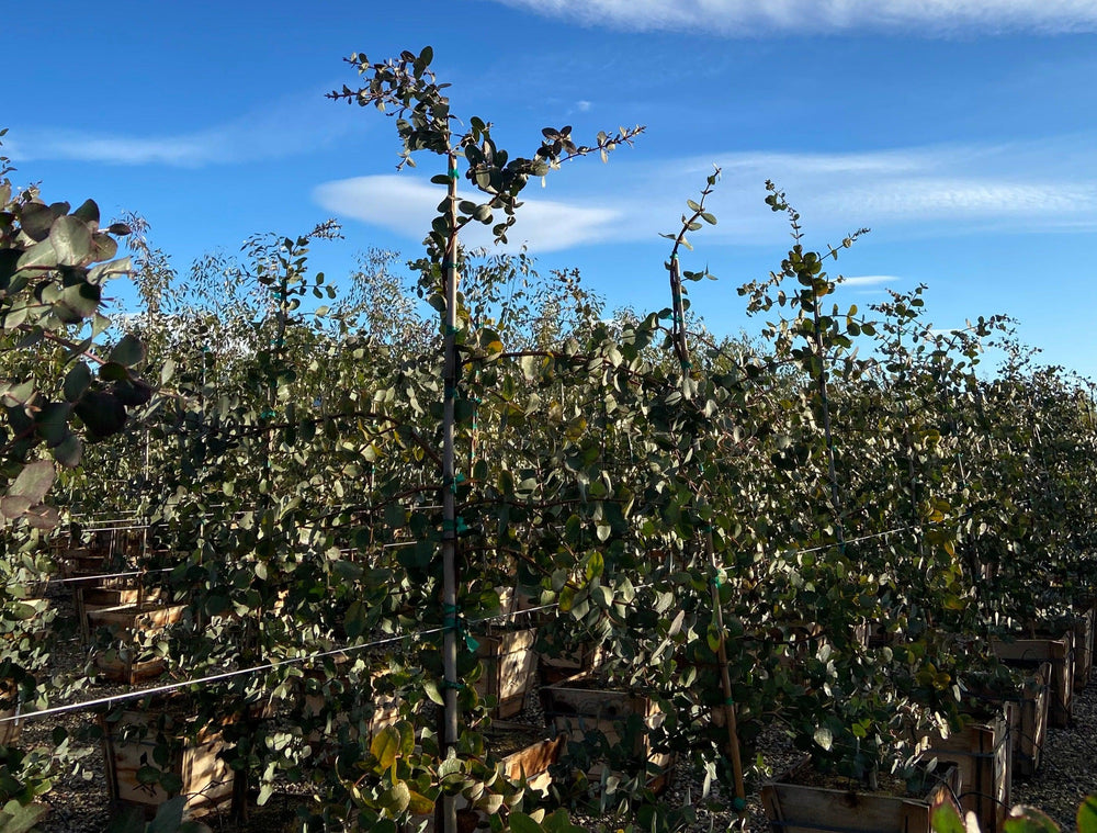 Omeo Gum - Eucalyptus Neglecta