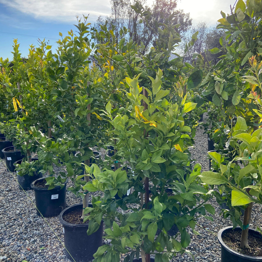 
                      
                        Eureka Lemon - Pulled Nursery
                      
                    