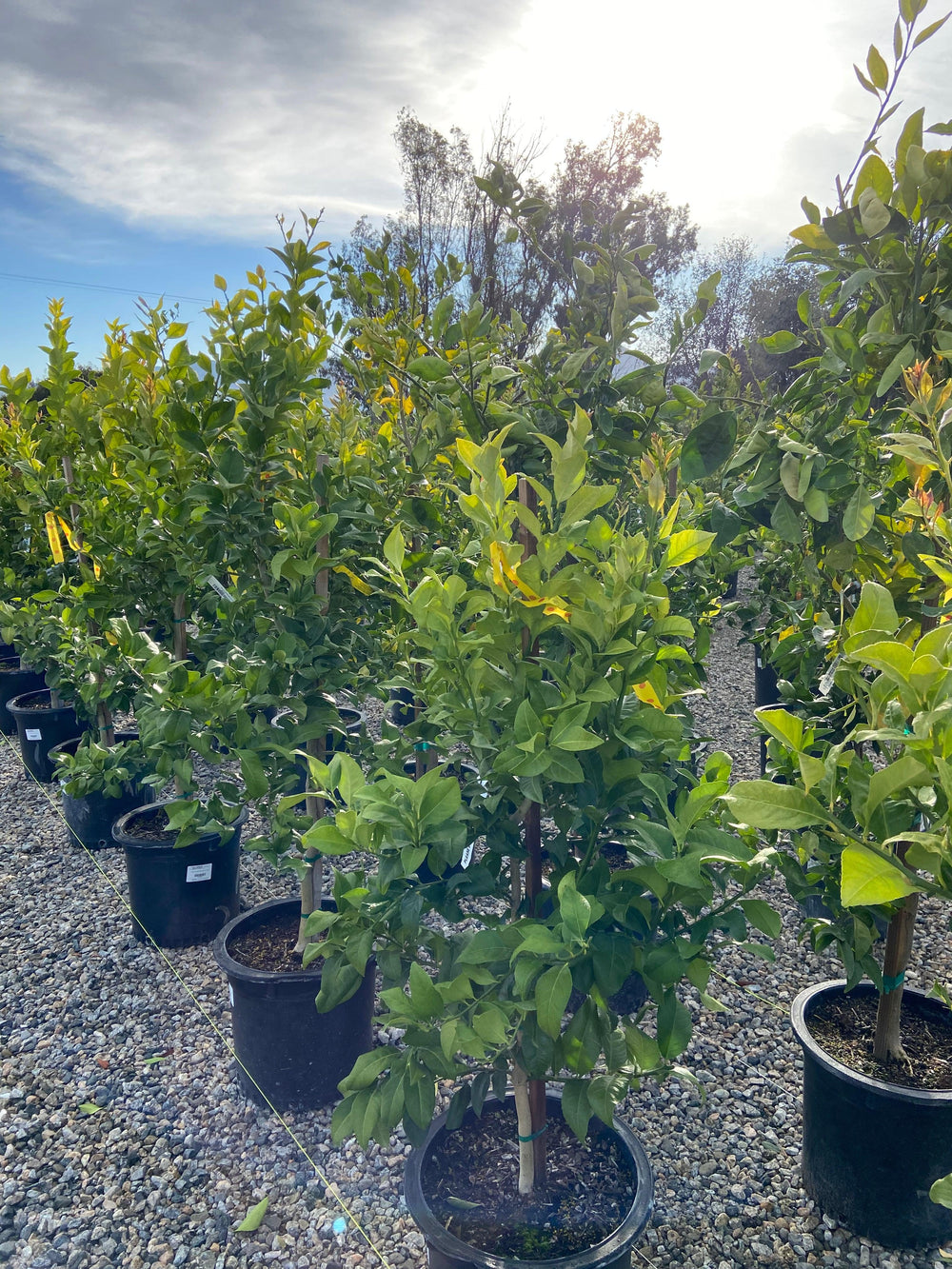 Eureka Lemon - Pulled Nursery