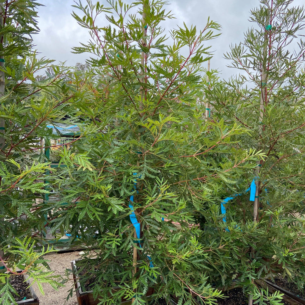 
                      
                        Ironwood - Lyonothamnus floribundus asplenifolius - Pulled Nursery
                      
                    