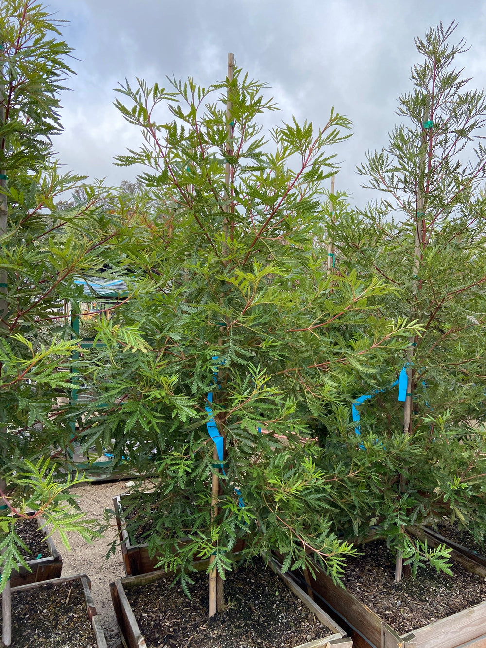 Ironwood - Lyonothamnus floribundus asplenifolius - Pulled Nursery