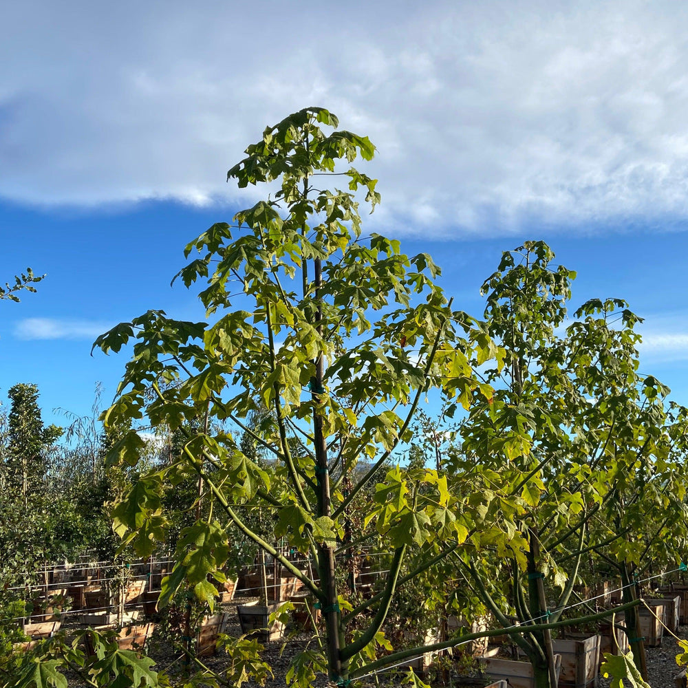 
                      
                        Wild Plum - Harpephyllum Caffrum
                      
                    