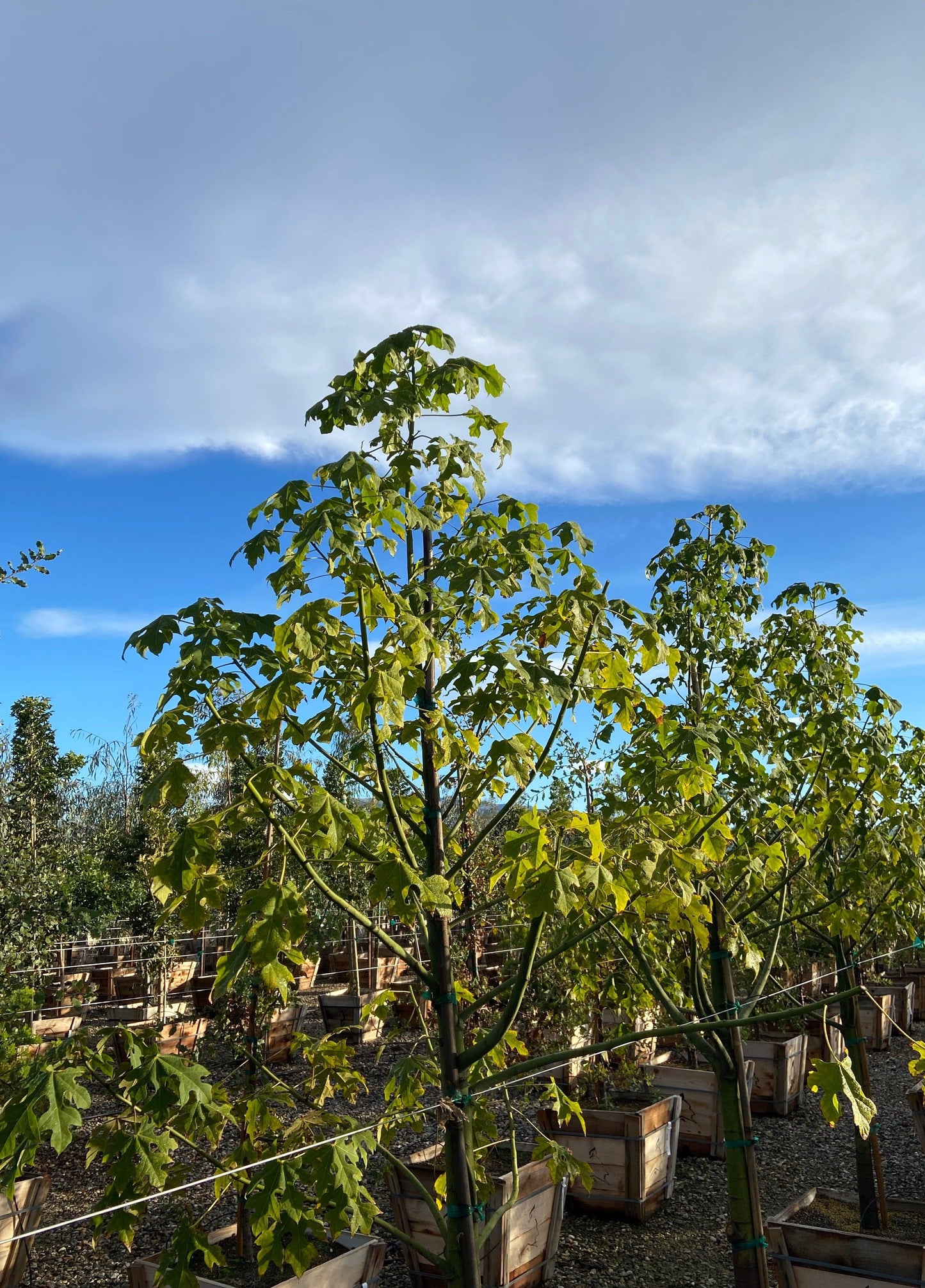 Wild Plum - Harpephyllum Caffrum