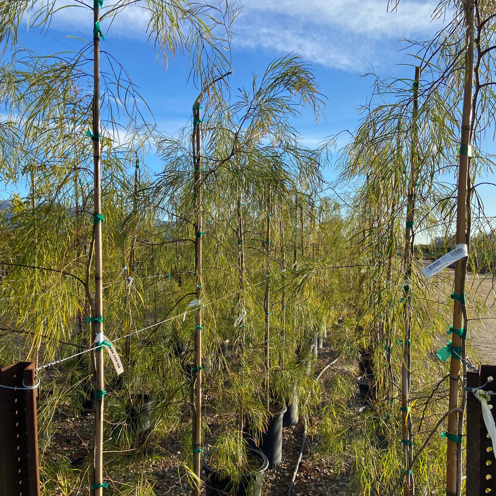 River Wattle - Acacia Cognata - Pulled Nursery