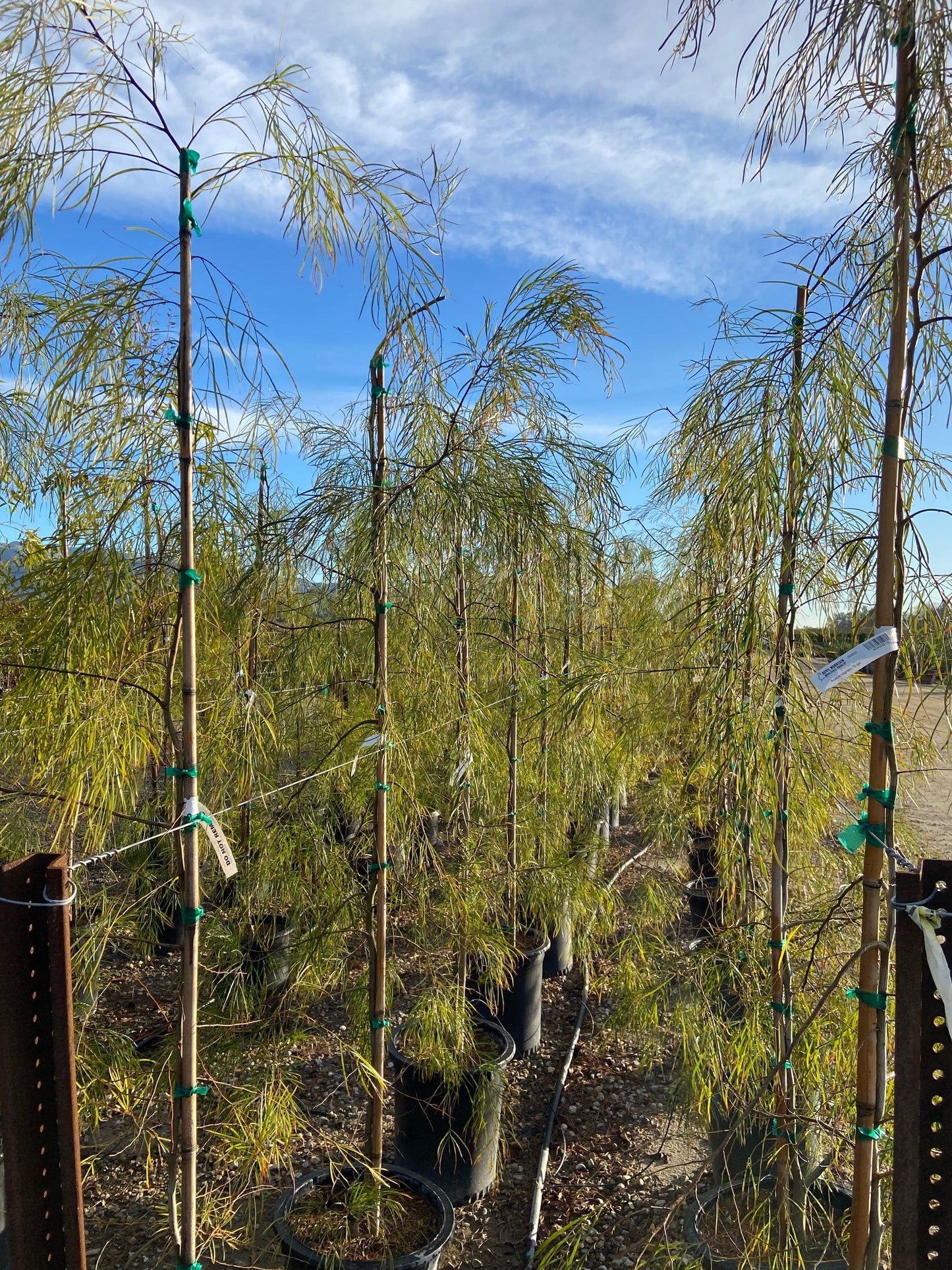 River Wattle - Acacia Cognata - Pulled Nursery