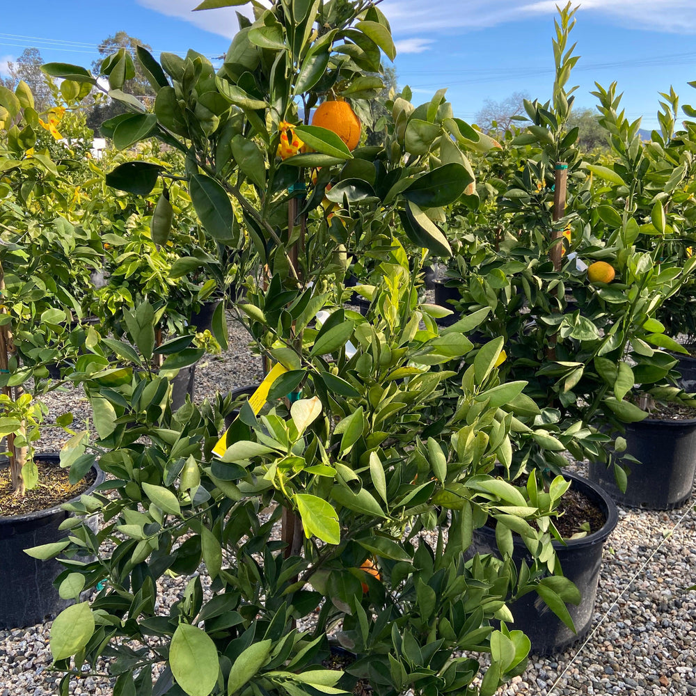 Tango Mandarin - Citrus reticulata 'Tango' - Pulled Nursery