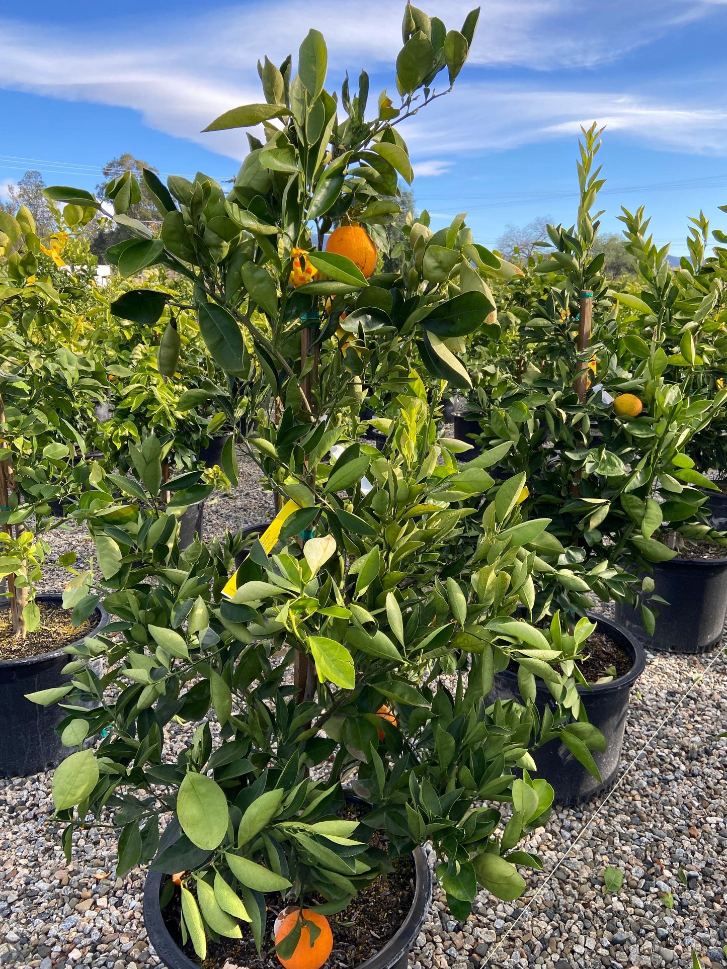 Tango Mandarin - Citrus reticulata 'Tango' - Pulled Nursery