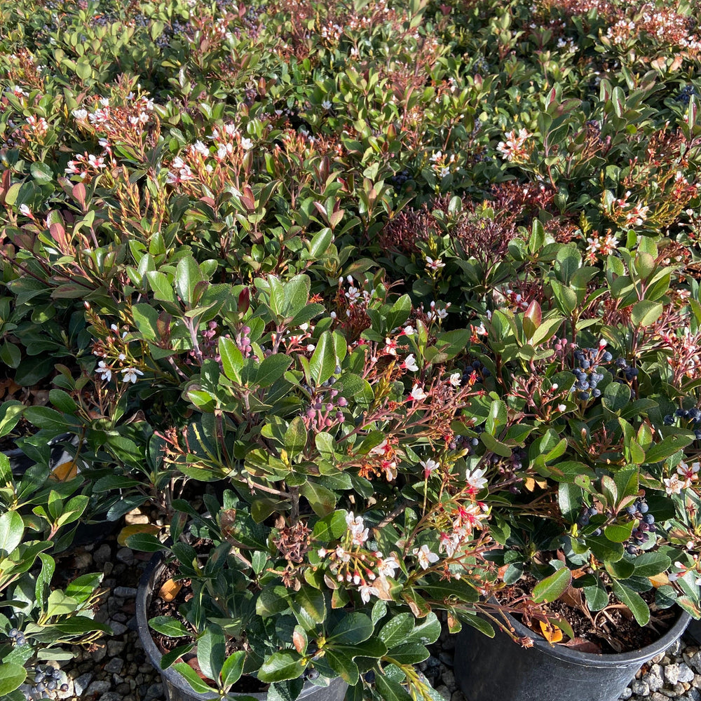 
                      
                        Indian Hawthorn Clara - Rhaphiolepis Indica Clara - Pulled Nursery
                      
                    