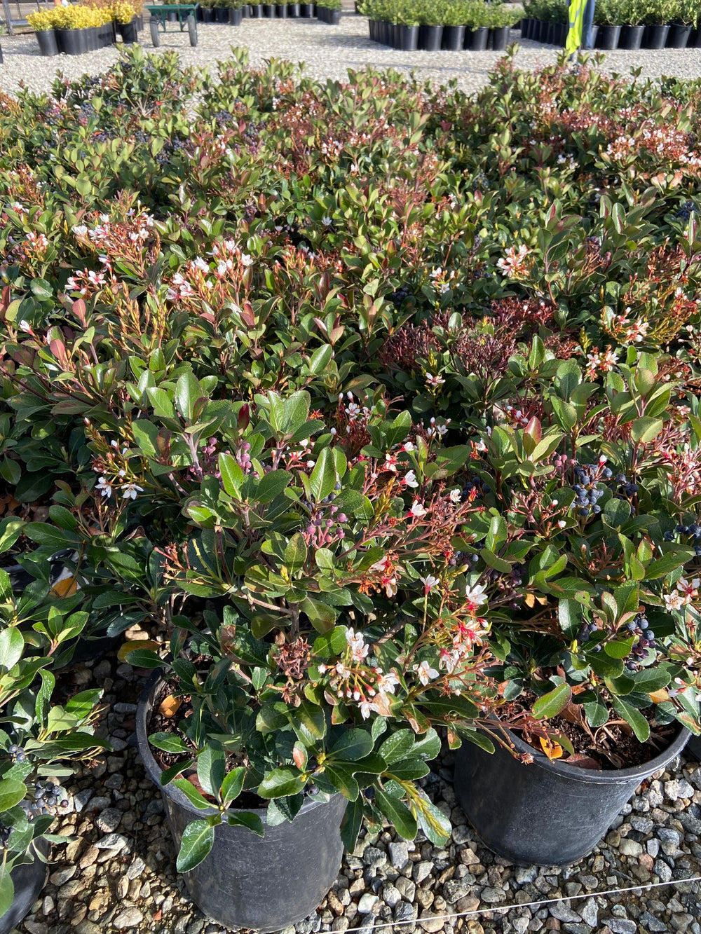 Indian Hawthorn Clara - Rhaphiolepis Indica Clara - Pulled Nursery