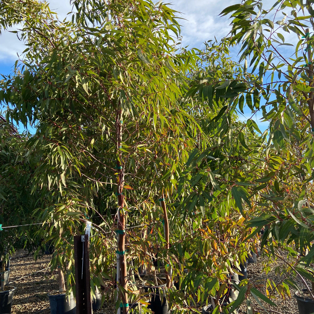 
                      
                        Apple Gum - Angophora Costata - Pulled Nursery
                      
                    