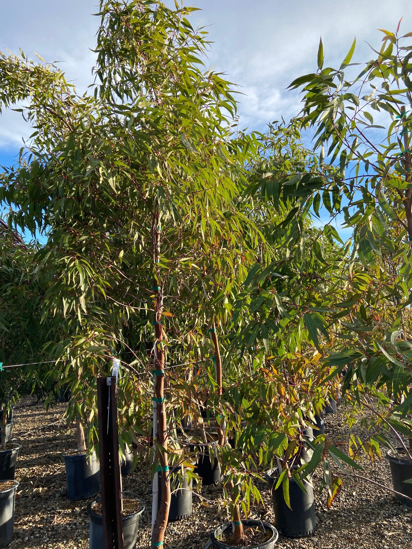 Apple Gum - Angophora Costata - Pulled Nursery