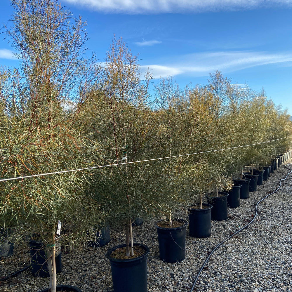 
                      
                        Swamp Mallet - Eucalyptus spathulata
                      
                    