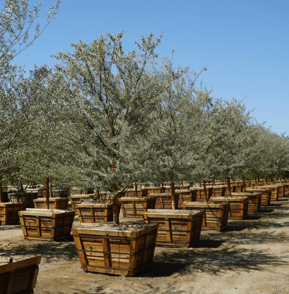 
                      
                        Mulga Acacia - Acacia aneura - Pulled Nursery
                      
                    