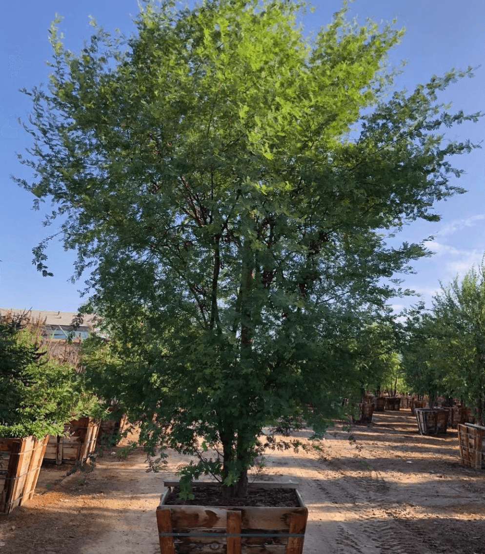 Sweet Acacia - Acacia smallii - Pulled Nursery