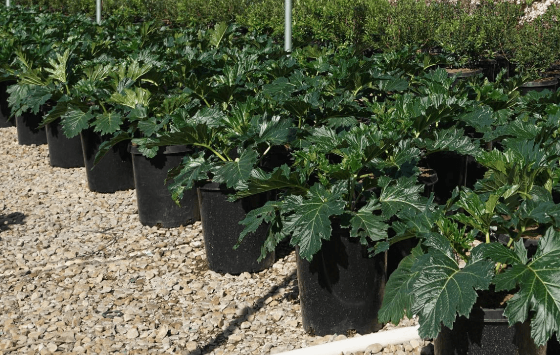 Bear's Breeches - Acanthus mollis - Pulled Nursery