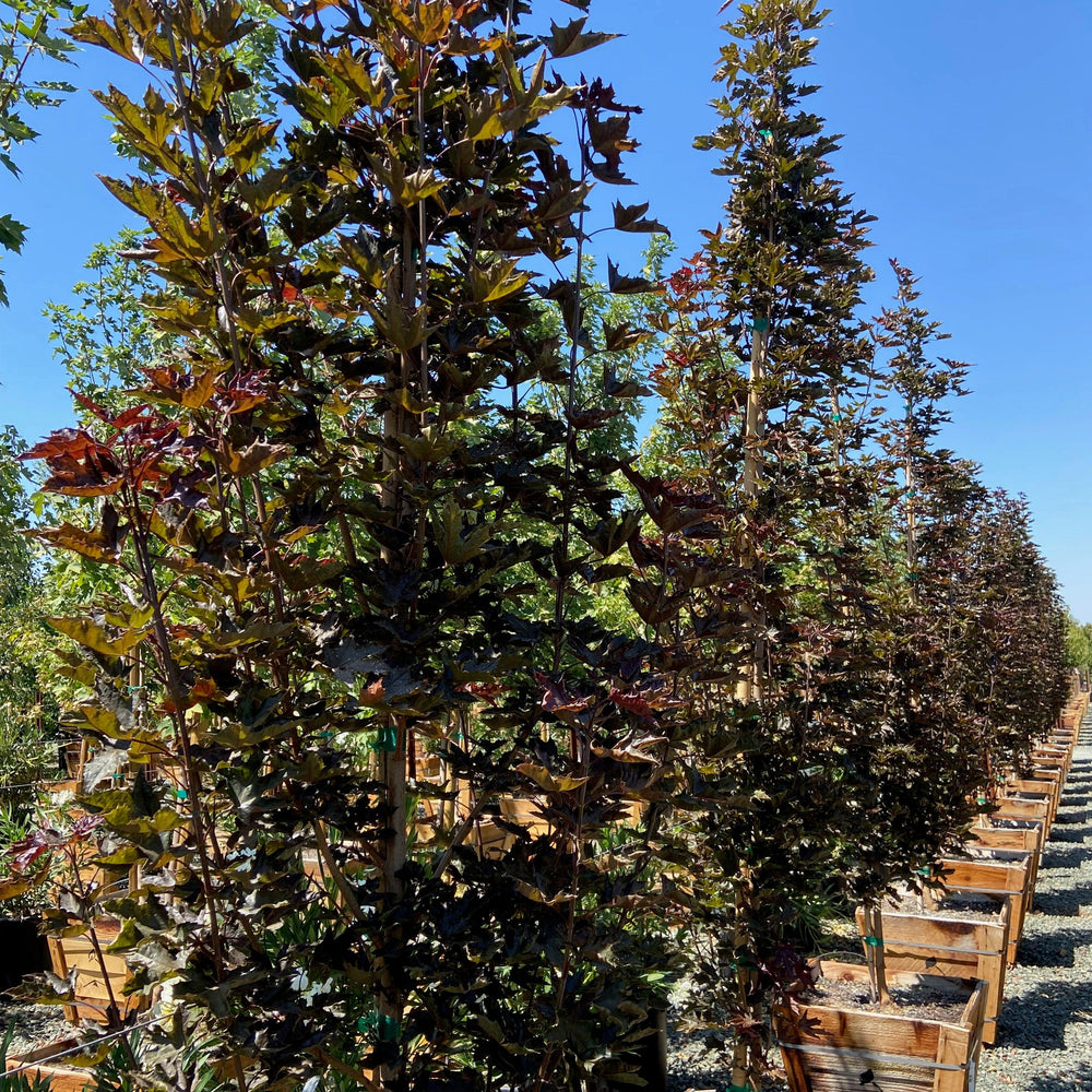 
                      
                        Crimson Sentry Norway Maple (Acer 'Crimson Sentry') - Pulled Nursery
                      
                    