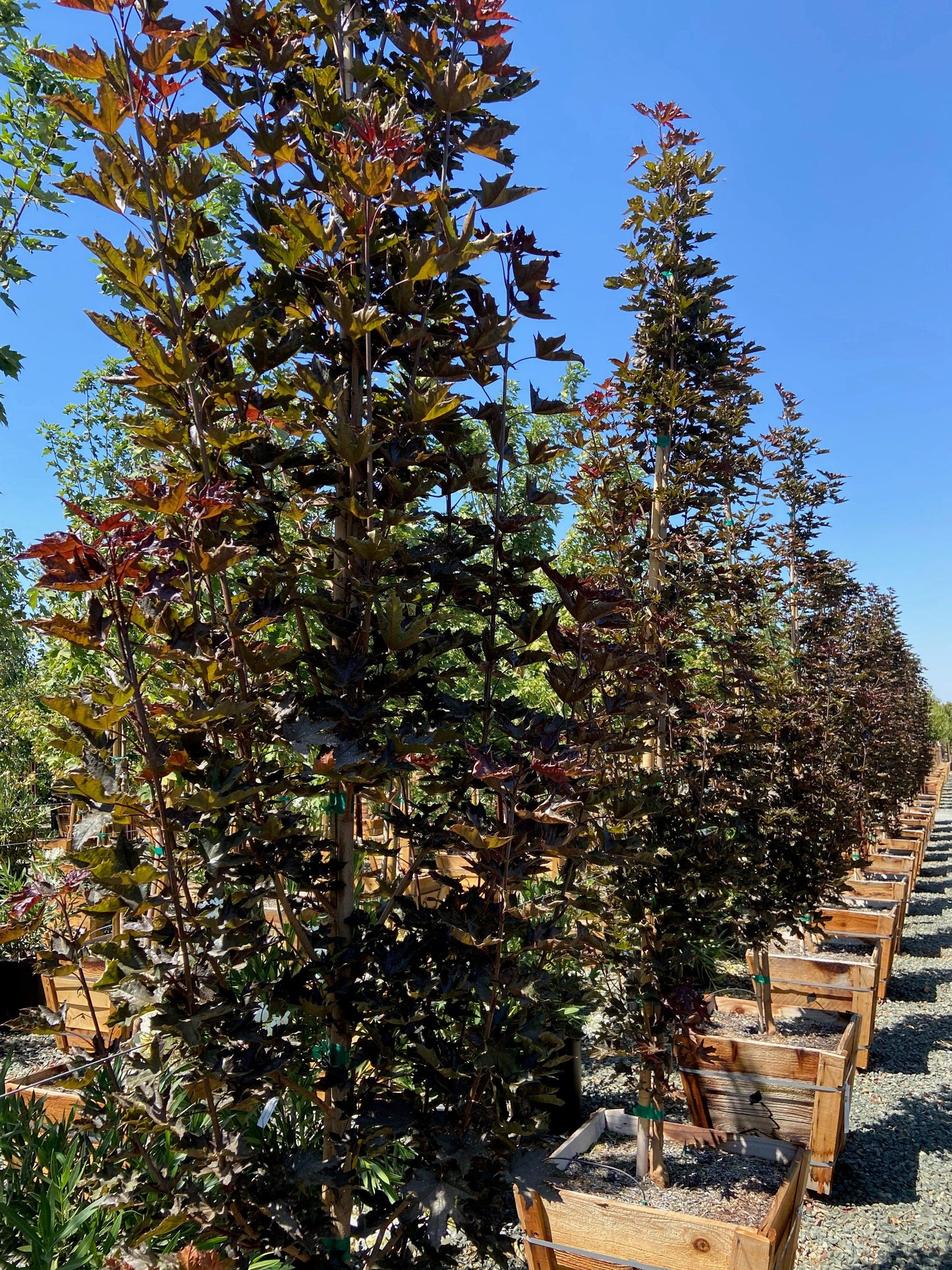 Crimson Sentry Norway Maple (Acer 'Crimson Sentry') - Pulled Nursery