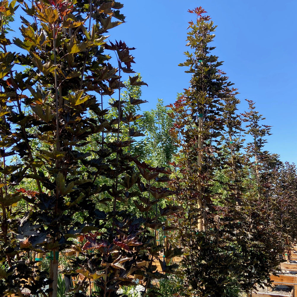 Crimson Sentry Norway Maple (Acer 'Crimson Sentry') - Pulled Nursery