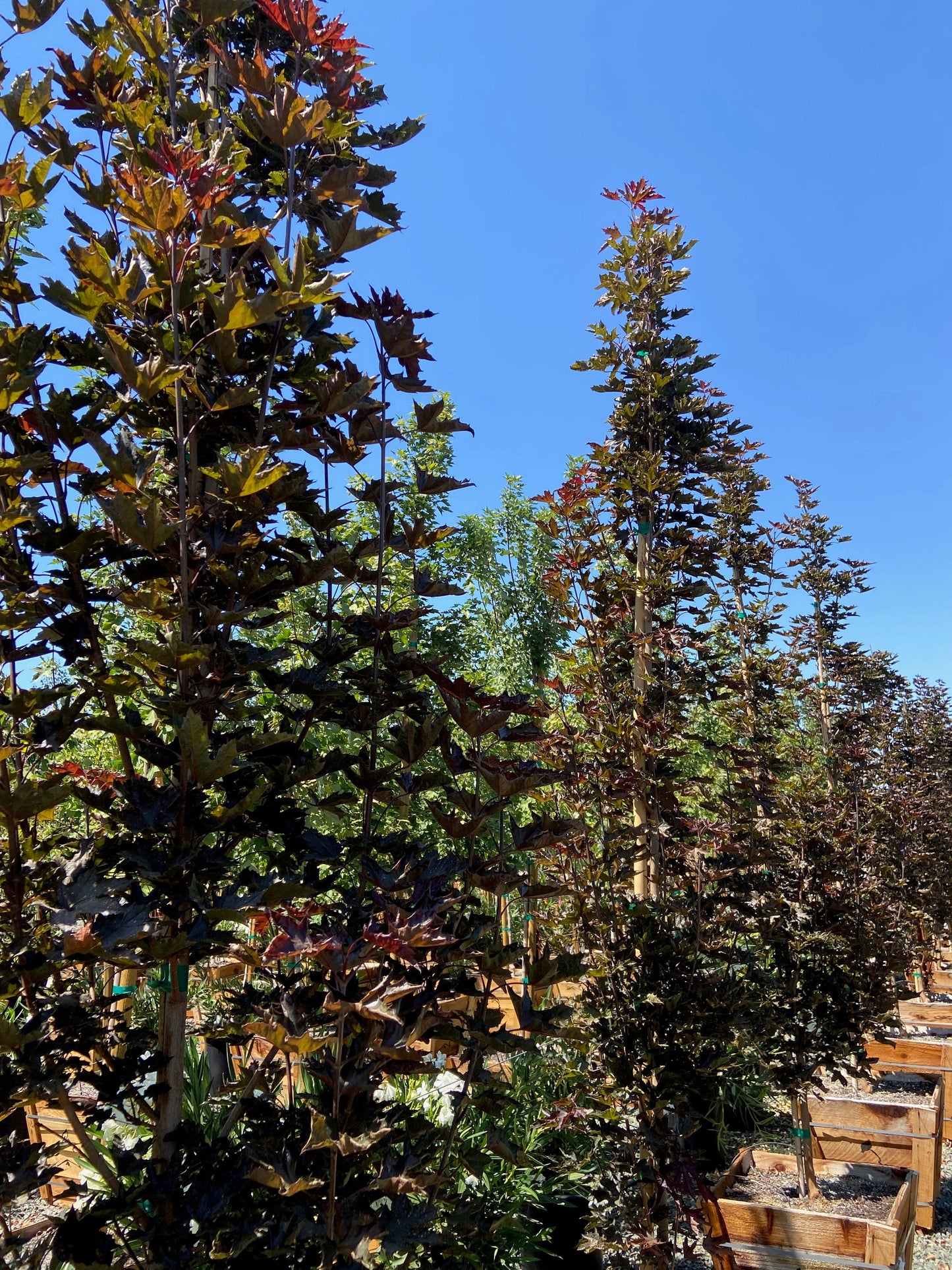 Crimson Sentry Norway Maple (Acer 'Crimson Sentry') - Pulled Nursery