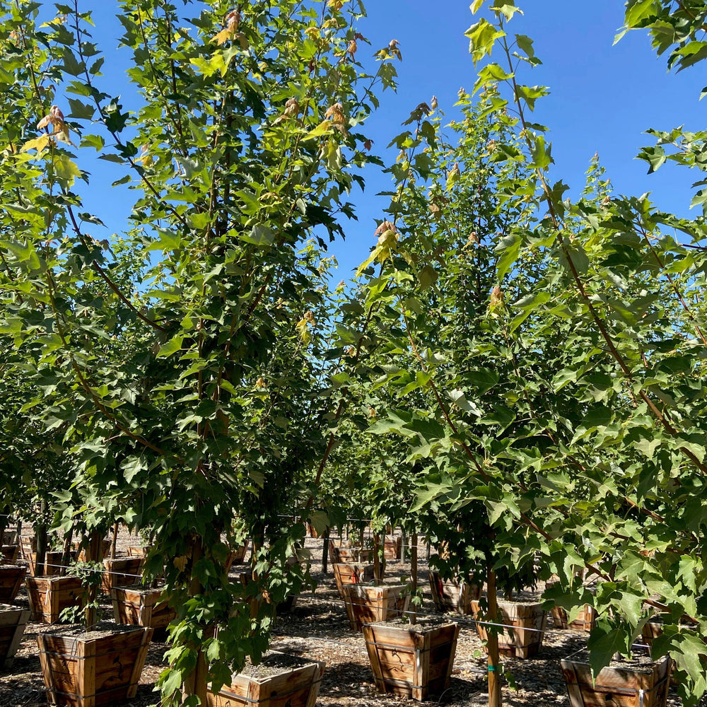 October Glory® Red Maple (Acer Rubrum October Glory) - Pulled Nursery