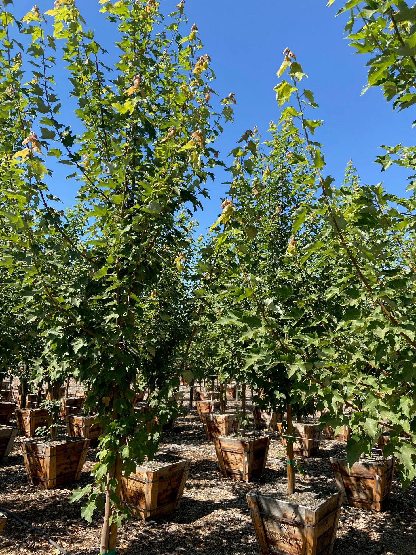 October Glory® Red Maple (Acer Rubrum October Glory) - Pulled Nursery