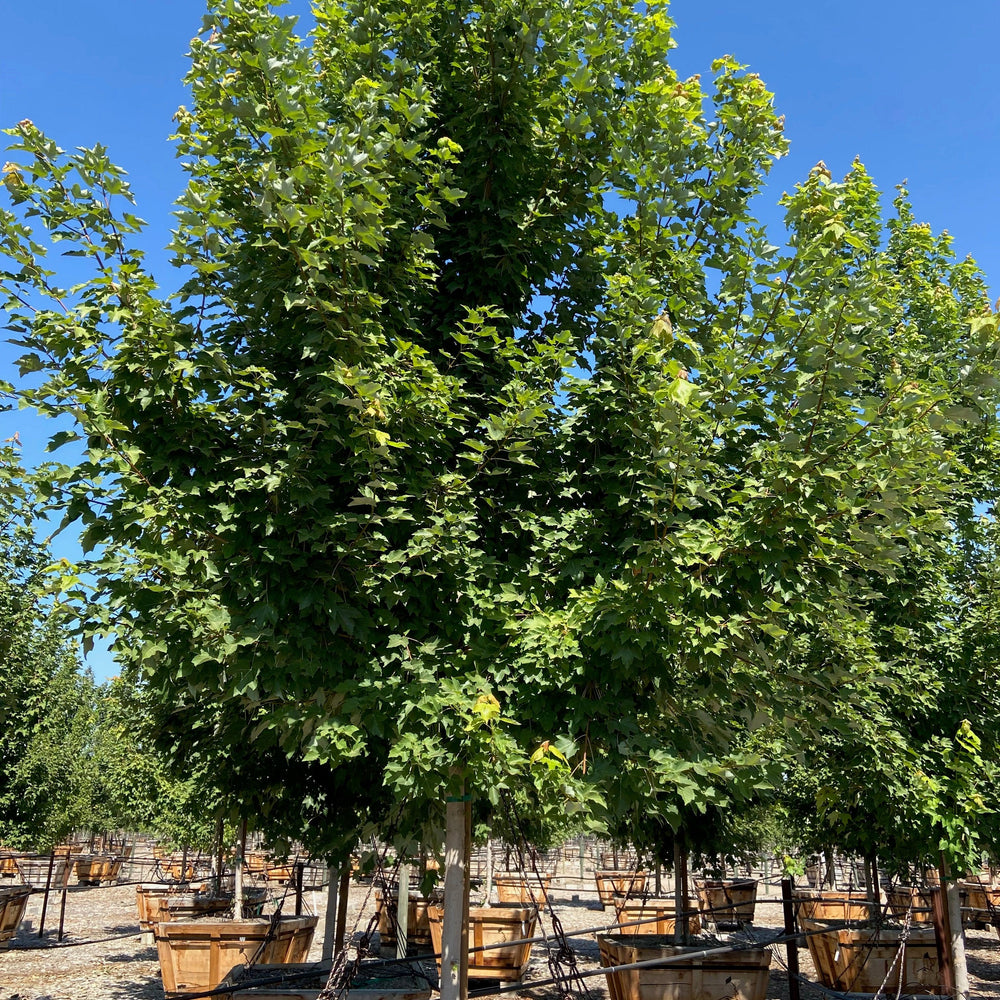 October Glory® Red Maple (Acer Rubrum October Glory) - Pulled Nursery