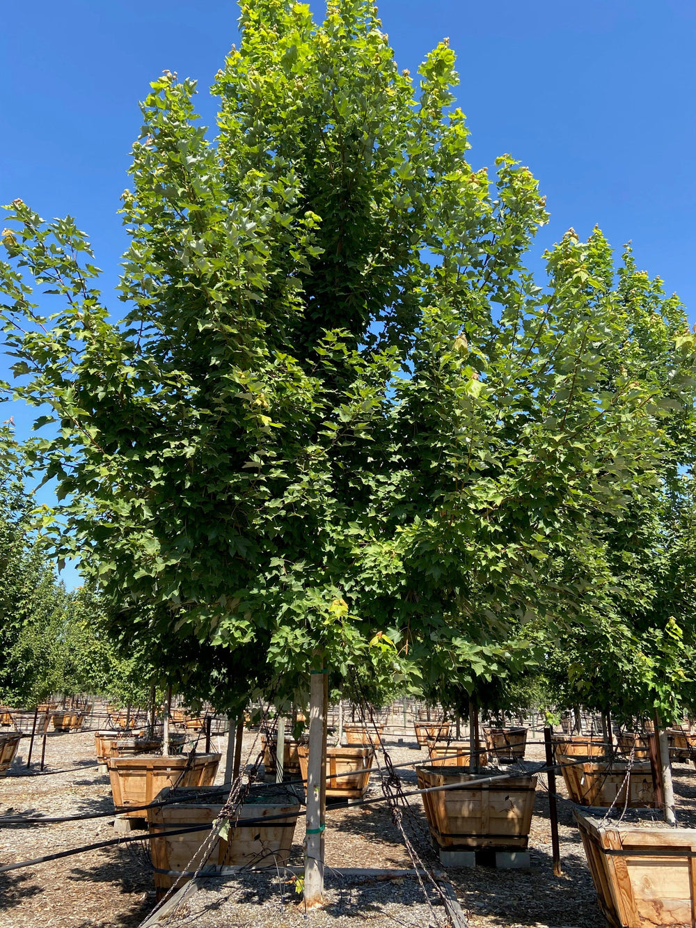 October Glory® Red Maple (Acer Rubrum October Glory) - Pulled Nursery