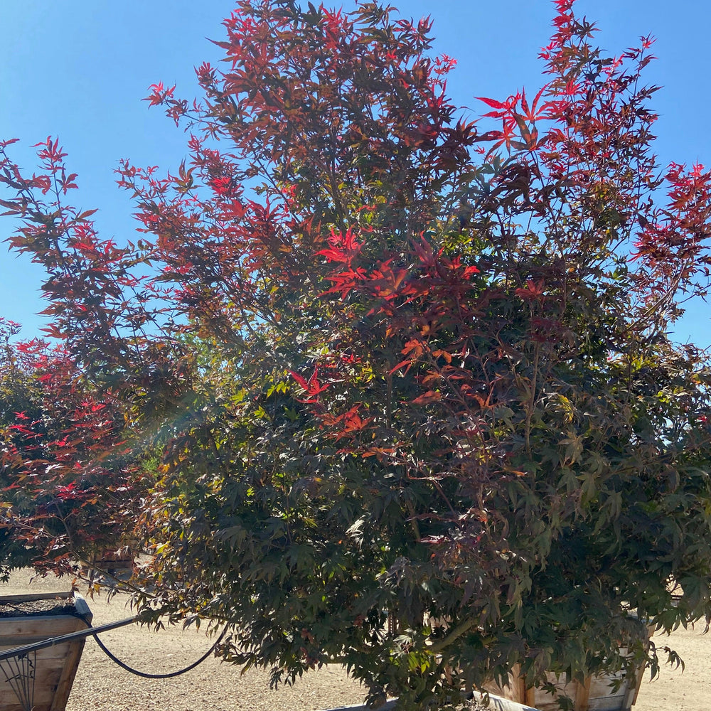 Bloodgood Japanese Maple (Acer Palmatum Bloodgood) - Pulled Nursery