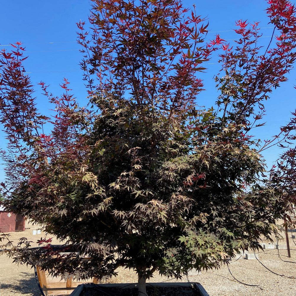 Bloodgood Japanese Maple (Acer Palmatum Bloodgood) - Pulled Nursery