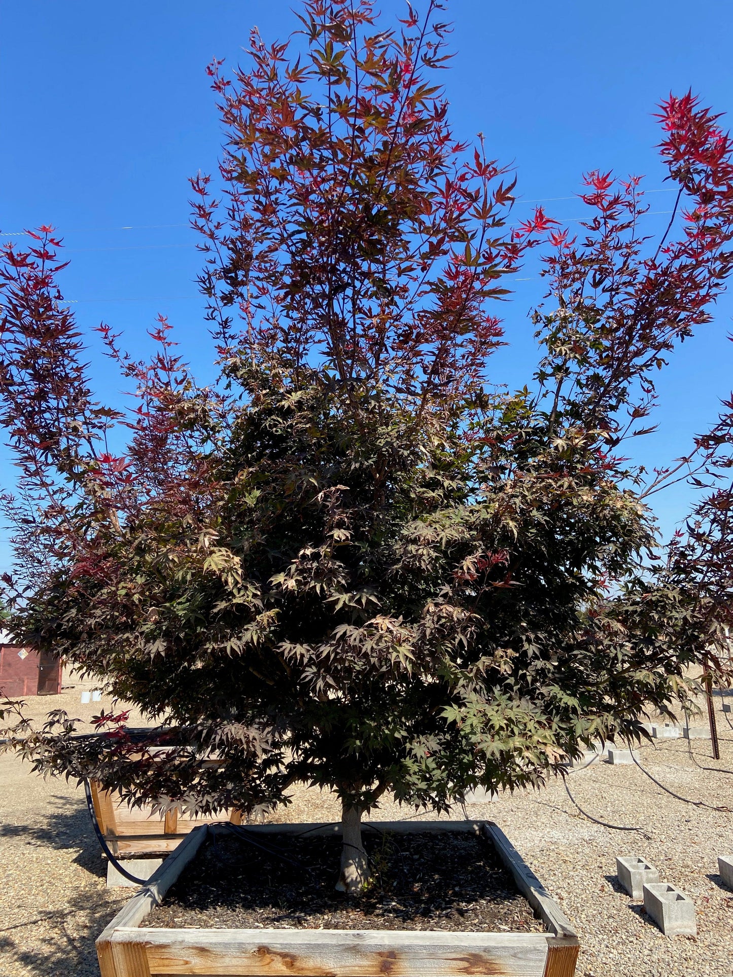 Bloodgood Japanese Maple (Acer Palmatum Bloodgood) - Pulled Nursery