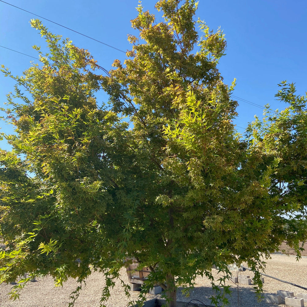 
                      
                        Acer palmatum 'Sango Kaku'
                      
                    