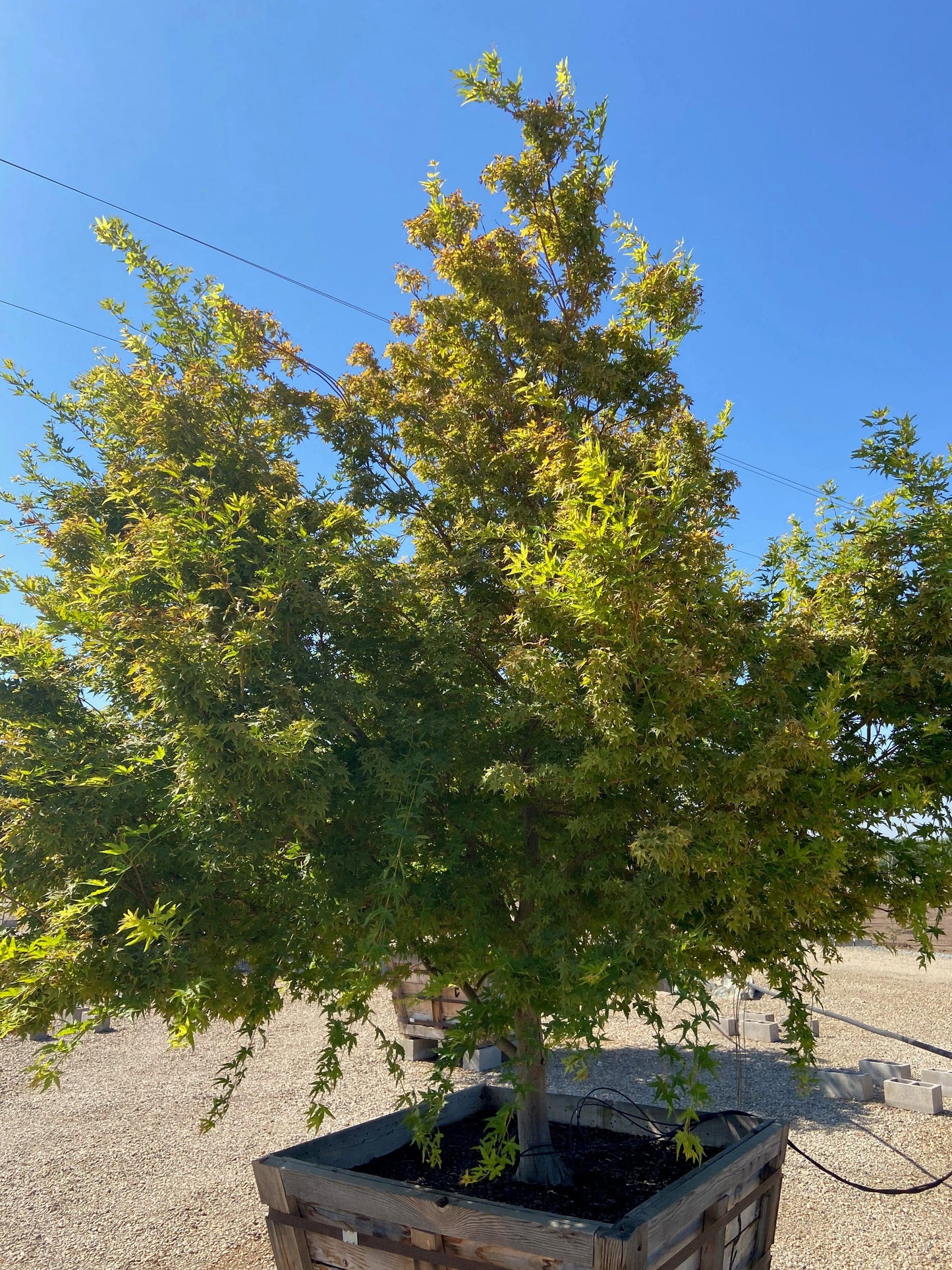 Acer palmatum 'Sango Kaku'