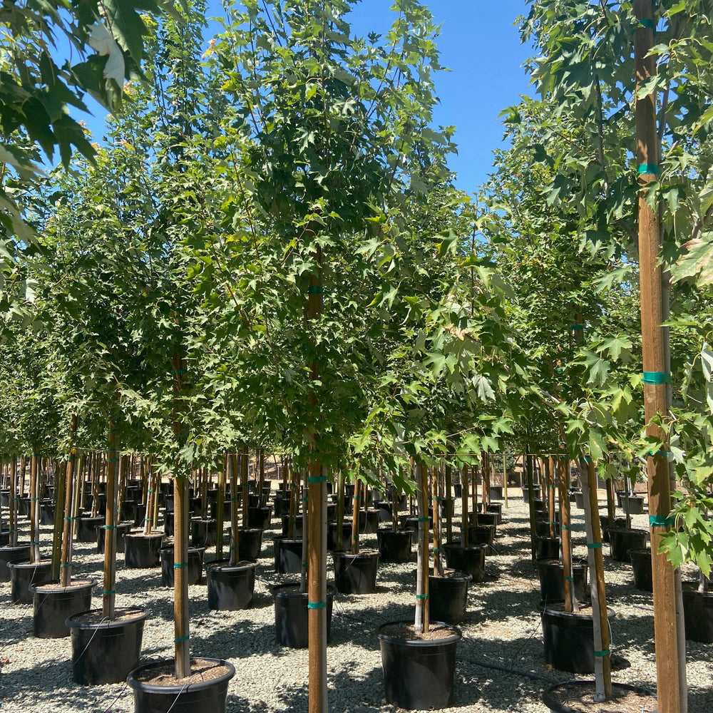 
                      
                        Columnar Red Maple (Acer rubrum ‘Armstrong’) - Pulled Nursery
                      
                    