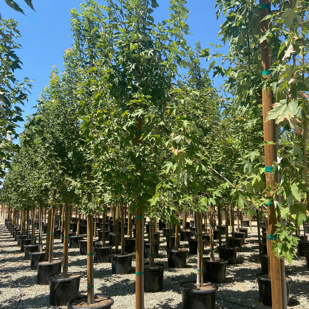 
                      
                        Columnar Red Maple (Acer rubrum ‘Armstrong’) - Pulled Nursery
                      
                    