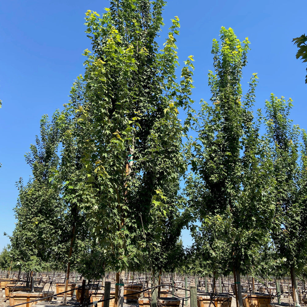 Columnar Red Maple (Acer rubrum ‘Armstrong’) - Pulled Nursery