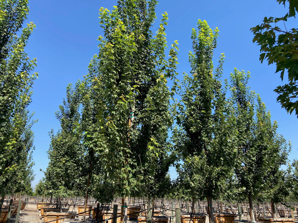 Columnar Red Maple (Acer rubrum ‘Armstrong’) - Pulled Nursery