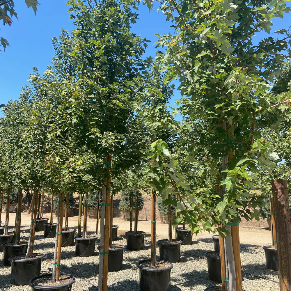 Red Pointe ® Red Maple - Acer Rubrum ‘Redpointe’ ® - Pulled Nursery