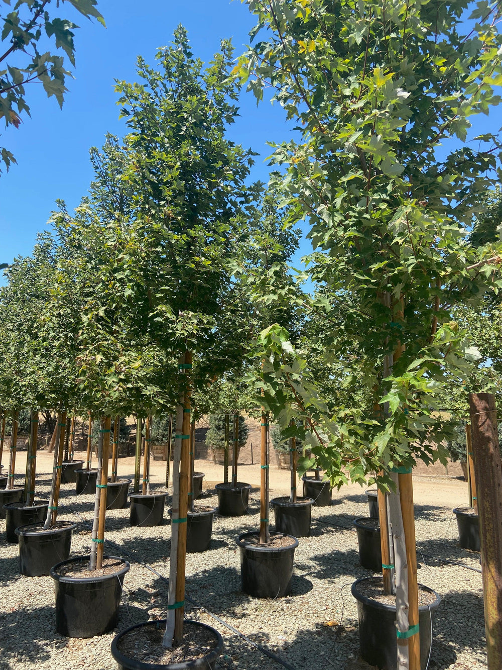 Red Pointe ® Red Maple - Acer Rubrum ‘Redpointe’ ® - Pulled Nursery