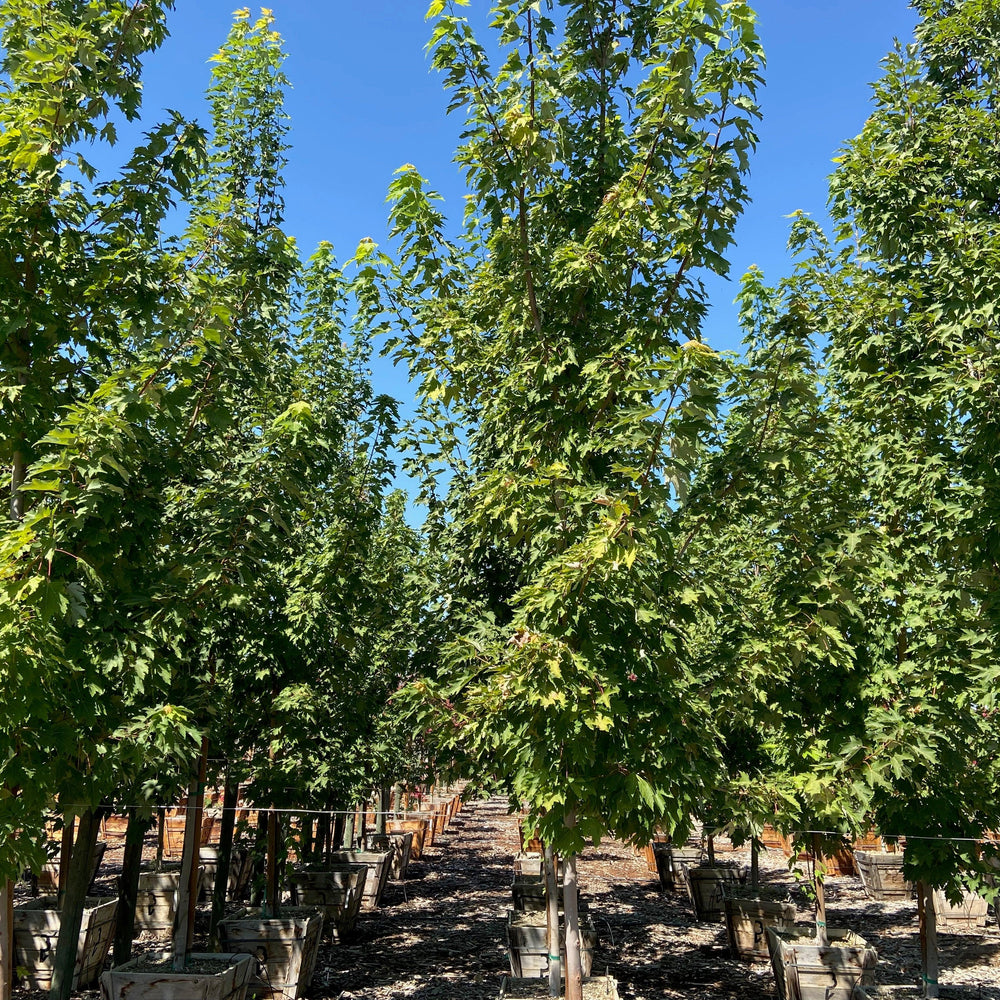 
                      
                        Columnar Red Maple (Acer rubrum ‘Armstrong’) - Pulled Nursery
                      
                    