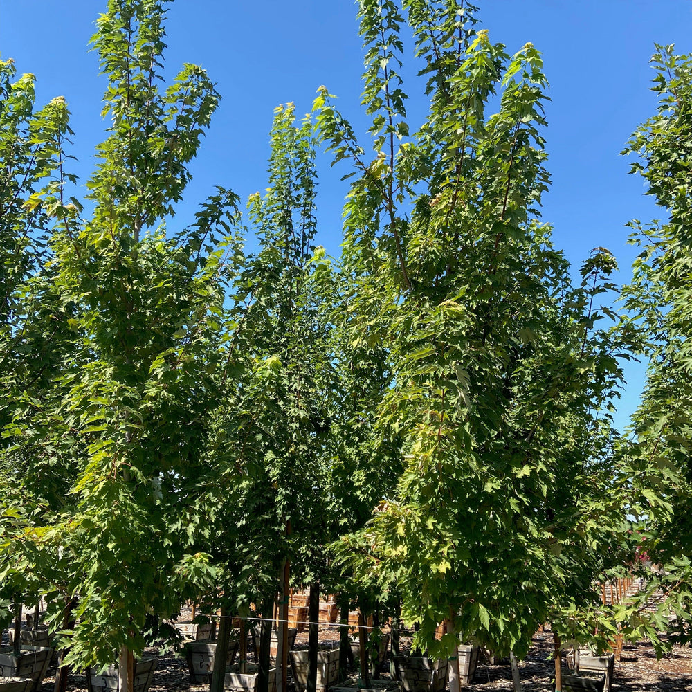 
                      
                        Columnar Red Maple (Acer rubrum ‘Armstrong’) - Pulled Nursery
                      
                    