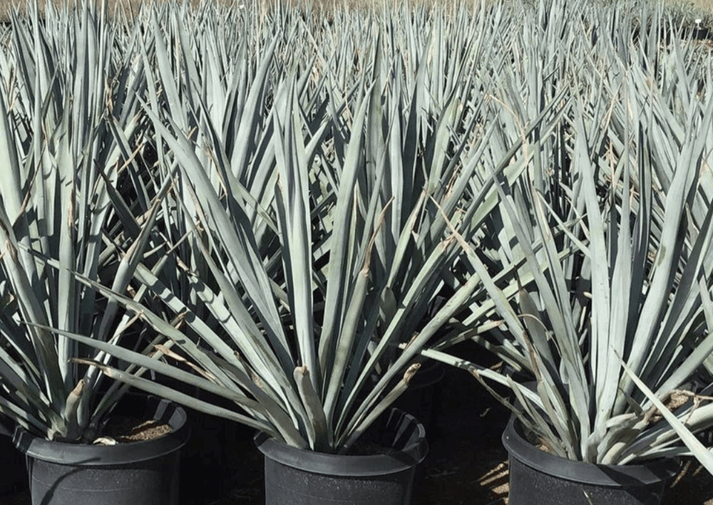 Agave franzosinii – Yardwork Agave franzosinii – Yardwork