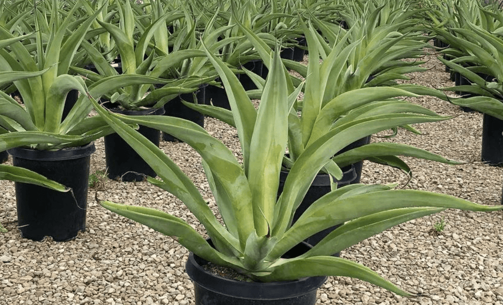 Octopus Agave - Agave vilmoriniana - Pulled Nursery