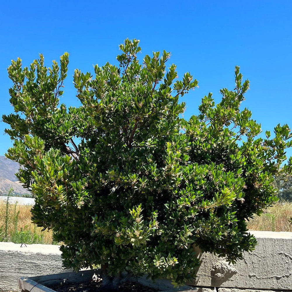 Dwarf Strawberry Tree Arbutus Unedo 'Compacta' - Pulled Nursery