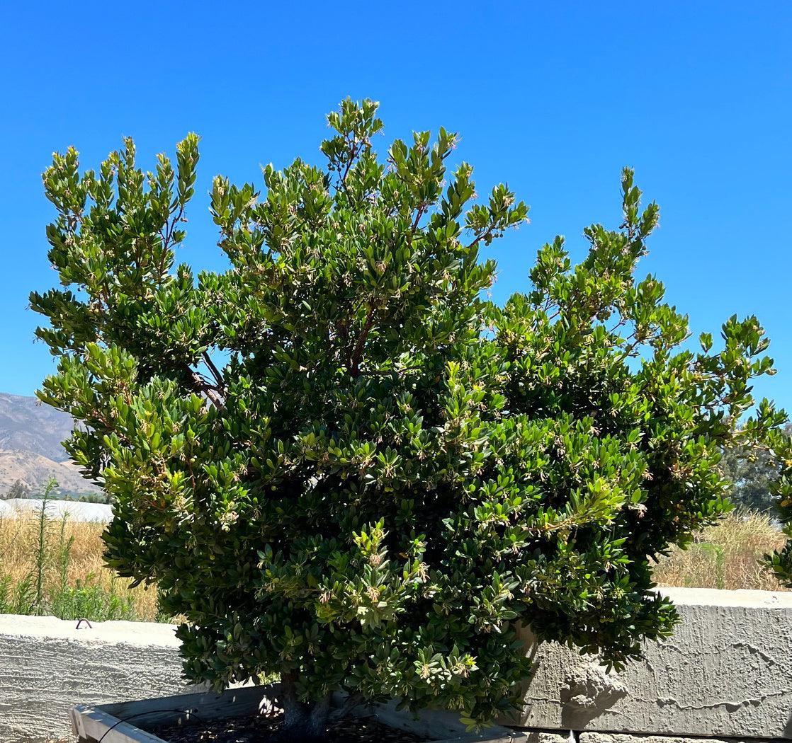 Dwarf Strawberry Tree Arbutus Unedo 'Compacta' - Pulled Nursery