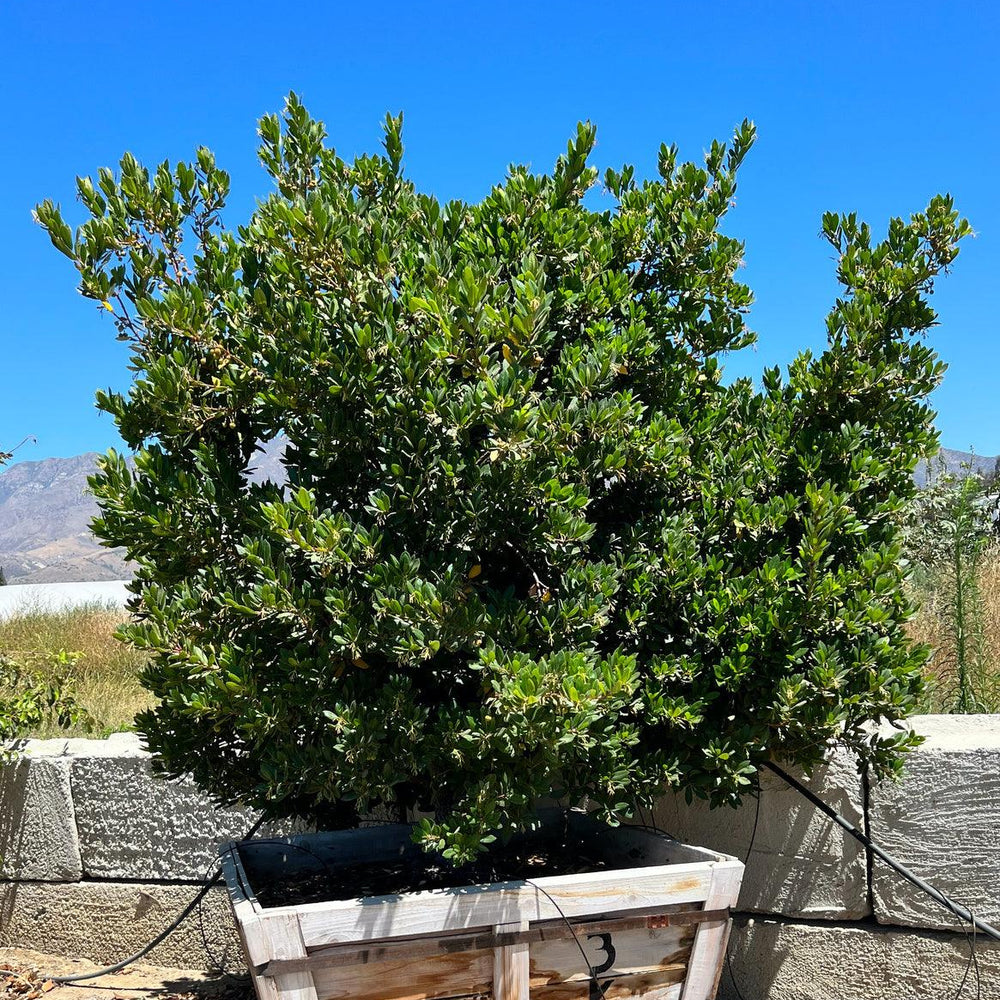 
                      
                        Dwarf Strawberry Tree Arbutus Unedo 'Compacta' - Pulled Nursery
                      
                    